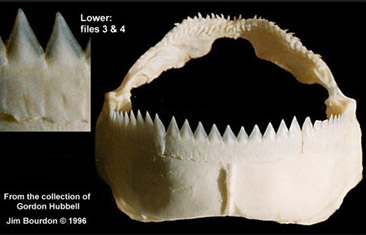 Isistius brasiliensis_008.jpg